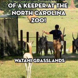 Part 5 of 7: “A Day in the Life” of a Zookeeper at the North Carolina Zoo: Keeper Sam at Watani Grasslands!🦏🌿💛
While this series offers a fun behind-the-scenes look at a keeper’s day, it only scratches the surface. Every day brings new challenges, and these videos capture just a small glimpse of the countless responsibilities, dedication, and hard work that go into caring for the animals at the North Carolina Zoo.