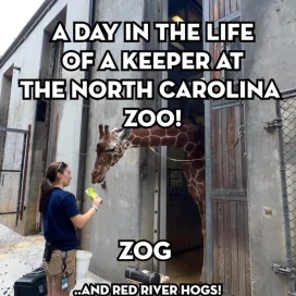 Part 3 of 7: “A Day in the Life” of a Zookeeper at the North Carolina Zoo: Keeper Allison at Zebra, Ostrich, Giraffe & Red River Hogs! 🦒🦓✨
While this series offers a fun behind-the-scenes look at a keeper’s day, it only scratches the surface. Every day brings new challenges, and these videos capture just a small glimpse of the countless responsibilities, dedication, and hard work that go into caring for the animals at the North Carolina Zoo.