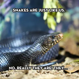 Today is World Snake Day! So in honor of our slithering friends, swipe to see how they’re similar to us! ➡️ Can you relate to any of these? 😜
Respect these fascinating reptiles that play a vital role in our ecosystems. Snakes help control pest populations and maintain balance in nature. By respecting their space, we can coexist peacefully with snakes! 🐍 💚