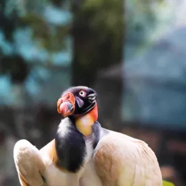 Ever feel like someone’s watching you on your way to Desert Dome? 👀🤔 It’s probably Ham the King Vulture! 🤭 This inquisitive gal notices everything!