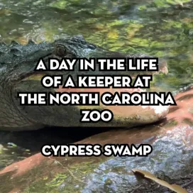 Part 6 of 7: “A Day in the Life” of a Zookeeper at the North Carolina Zoo: Keeper Cori at Cypress Swamp 🐊🐾 🐸
While this series offers a fun behind-the-scenes look at a keeper’s day, it only scratches the surface. Every day brings new challenges, and these videos capture just a small glimpse of the countless responsibilities, dedication, and hard work that go into caring for the animals at the North Carolina Zoo.