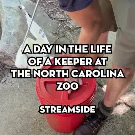 Part 4 of 7: “A Day in the Life” of a Zookeeper at the North Carolina Zoo: Keeper Adrian at Streamside 🦦🐍🐢🦋
While this series offers a fun behind-the-scenes look at a keeper’s day, it only scratches the surface. Every day brings new challenges, and these videos capture just a small glimpse of the countless responsibilities, dedication, and hard work that go into caring for the animals at the North Carolina Zoo.
