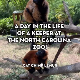 Part 7 of 7: “A Day in the Life” of a Keeper at the North Carolina Zoo: Keeper Sarah at Cat, Chimp, Lemur! 🦁🤎🌿
While this series offers a fun behind-the-scenes look at a keeper’s day, it only scratches the surface. Every day brings new challenges, and these videos capture just a small glimpse of the responsibilities, dedication, and hard work that go into caring for the animals at the North Carolina Zoo.