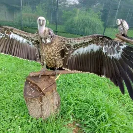 Meet the Ruppell’s griffon vulture! 🤍 This vulture species is listed as Critically Endangered by the IUCN. Ruppell’s griffon vultures have an impressive 8-foot wingspan and are the highest recorded flying birds! 🌍✨ These carrion consumers are native to Africa and are identified by their dark, mottled brown and black plumage, a light-brown underbelly, and pale feather tips that give them a ‘scaly' appearance. Not only are they stunning, but they are also a vital part of our ecosystem.
Vultures get a bad rep, but are essential to the ecosystems where they live! Vultures are nature's cleanup crew. By quickly consuming animal carcasses, they help prevent the spread of disease, recycle nutrients back into the ecosystem, and keep habitats healthy, making these often misunderstood birds some of the most important wildlife in the world.
We are home to 2️⃣ Ruppell’s griffon vultures, one male and one female. Once the vultures under our care reach sexual maturity, around ages 5-6, we hope to successfully breed this species and contribute their population as a supporter of AZA’s Vulture SAFE (Saving Animals From Extinction) Program. #VultureSAFE