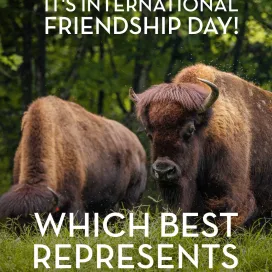 It's International Friendship Day! Which animal group best represents YOUR friend group? ☺️
Tag a friend in the comments below! ⬇️ 💕