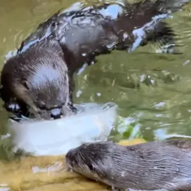 Just one of the things we do to help the animals beat the NC summer heat: ice enrichment! 🧊 Ice enrichment can look different for every animal depending on their needs. From freezing diet items in a block of ice to spreading their diet throughout crushed ice or just plain old ice by itself!🥶