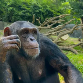 Happy 15th Birthday to Akira! 🎉
Akira joined the North Carolina Zoo this spring from the Detroit Zoo, where she was born in 2011. She is a very socially savvy individual and has quickly become friends with troop leader, Kendall. Youngster Gombe also loves to play with Akira, and she keeps up very well with him! She is a peacemaker in the troop.
Akira is very smart and enjoys training with her keepers. She is very observant, watching her troop members and following quickly after. Some of her favorite foods are sweet potatoes, carrots, and frozen fruit juice. 🥕 🍠
Have you had a chance to see Akira since her arrival at the Zoo this past spring? 🌼