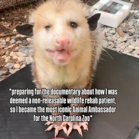 Have you ever had the chance to meet Joseph, the Virginia opossum? He has quite the fan base! 😍 As an Animal Ambassador for the Zoo, Joseph can be seen during educational programs and special events. While our Animal Ambassador program has a variety of species from around the world, we also love having a mix of species native to North Carolina, just like Joseph. 🩶 Virginia opossums are the only native marsupial to North America! 🌎