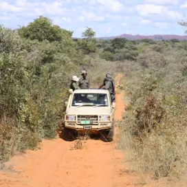 Today on World Ranger Day, we honor the women and men who dedicate their lives to protecting wildlife and wild places. They patrol vast landscapes, monitor endangered wildlife, build relationships with local communities, and help safeguard some of the world's most important ecosystems.
We are grateful for the opportunity to learn from their knowledge, dedication, and commitment to conservation. We could not do the conservation work we do at the North Carolina Zoo without rangers!
Today, and every day, we celebrate you. Thank you! 💚