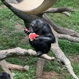 The best day of summer is here: Watermelon Day 🍉
If you’re visiting the Zoo today, be on the lookout for animals enjoying watermelon enrichment throughout the day! Here is some of our favorite footage from Watermelon Day from last year with the chimpanzees! 🍉 ✨