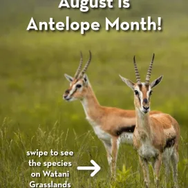August is Antelope Month! ➡️ Swipe to see the species on Watani Grasslands! Which is your favorite to see on habitat? 💚 🌾