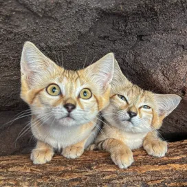 Since today is International Cat Day, we thought we would take this opportunity to post a photo dump of our sand cat kittens, Ziri and Zayn, and their mom, Sahara.🐾
Sand cat kittens grow remarkably fast! Even though Ziri and Zayn are only 6 months old, they are almost as big as their mom! 📈
Sand cats are the only species of cat that live exclusively in the desert. 🏜️ They are known to be elusive and it is extremely rare to see them in the wild. 🐱