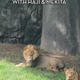 We’re celebrating World Lion Day with some bone tosses! 🦁 Keepers will toss frozen beef bones to the lions for enrichment. The bones also help clean their teeth as they gnaw and chew on them. Mekita is definitely a bigger fan of bone toss days than Haji. 🦴😂😴