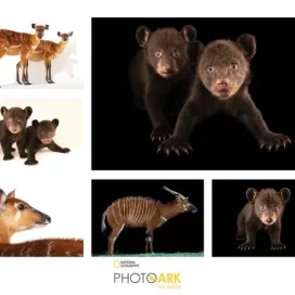 National Geographic Explorer and photographer Joel Sartore has made it his life's mission to give every species a chance to be seen. Through the Photo Ark, he's traveled the world creating unforgettable portraits of THOUSANDS of species, from iconic animals to those many people have never heard of.
The Photo Ark serves as both a visual record and a powerful conservation tool, drawing attention to species that are endangered, threatened, or rarely seen.
He recently photographed his 18,000th animal for Photo Ark! And is well over halfway toward his goal of documenting at least 25,000 species living in the world’s zoos, aquariums and wildlife sanctuaries, preserving their images for future generations while raising awareness about the urgent need to protect global biodiversity before more species disappear.
We have had the honor of hosting @joelsartore here at the North Carolina Zoo several times over the years to photograph for the Photo Ark! Check out some of the Photo Ark photographs of animals right here at the Zoo!
Keep in mind, there are species pictured here that we no longer have at the Zoo.
All photo credits: Joel Sartore, Photo Ark, @natgeo