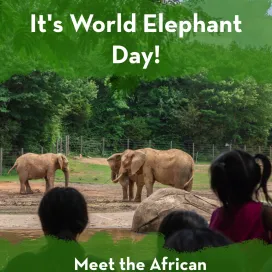 Today is World Elephant Day! This day is recognized annually on August 12th to raise awareness for Asian and African Elephants and the need to protect and preserve these incredible animals.
Our commitment to elephant conservation began in 1998 in West Africa! Our conservation work continues to this day with elephant collaring efforts in Cote D’Ivoire. 🌍🐘
At the North Carolina Zoo, there are five elephants under our care; Rafiki, Nekhanda, Tonga, Batir and Louie. Swipe to learn how to identify each individual! ➡️