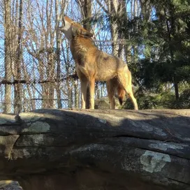 It doesn’t get better than hearing American Red Wolves hoowwwwl! This video may be a few years old, but International Wolf Day is the perfect reason to share it again.🐺 🔊
Red Wolves are critically endangered and the MOST endangered canid in the entire world. 🌎 Have you heard that there were FOUR litters born in the wild this year! That is HUGE for this species!
Sharing the same state with the only wild population of Red Wolves is something we cherish and we are proud to be an active member in the conservation efforts of saving this species from the brink of extinction. ❣️