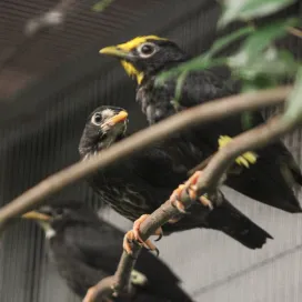 We’re continuing our Avian Prop series where we highlight the special birds behind-the-scenes at the Zoo!
💛 Meet the Golden-Crested Myna! Native to Asia, these omnivorous birds enjoy a wide variety of fruits and bugs. They’re known for their unique vocalizations, which are described as a variety of 'gurgles and croaks,' and they can mimic other bird vocalizations. Males have more yellow on their faces, while the females are primarily black.
We have successfully bred this species for many years at the Zoo. Most recently, in June 2026, a pair hatched 3 chicks! 🐣 And the father of these recent chicks hatched here in 2020…pretty cool, right?