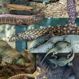 LIZARD! 🦎 😛
#WorldLizardDay