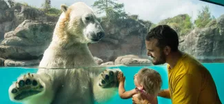 A large polar bear with thick, white fur stands in clear blue water, its massive paws pressed against the underwater viewing glass. On the other side of the glass, a man with short dark hair and a beard, wearing a yellow t-shirt, holds a young child with light hair, who is also touching the glass and looking at the bear with apparent fascination. The background shows a rocky habitat with some greenery.
