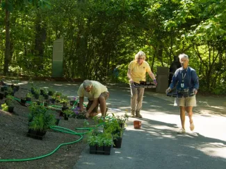 Three adult volunteers planting in a garden. One person is kneeling near a green hose and several small plants. The other two, appearing to be older adults, are carrying trays of plants. They are outside, flanked by trees and a gray sign in the background.