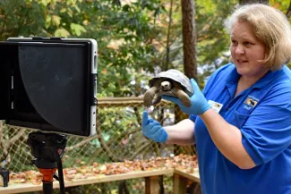 A woman with short blonde hair, wearing a blue NC Zoo uniform, stands in a wooden area next to a natural wooden fence holding a medium sized brown turtle in her gloved hands. She is looking into an Ipad that seems to be recording a video of her teaching about the turtle.