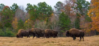 A group of dark brown Bison is grazing on a dry, golden field. The background features a forest with trees displaying the green, orange, and brown leaves of autumn.