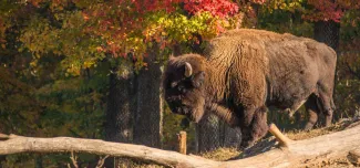 A large, shaggy American Bison stands on a slight incline behind a fallen log, set against a background of trees with vibrant fall foliage in shades of red, orange, and yellow.