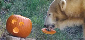 A pumpkin with a surprised face sits on top of a rock. A large Polar Bear stands beside it with the stem and top of the pumpkin hanging from its mouth.