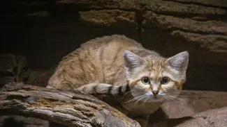 A sand cat with large eyes and a striped coat crouches on a log, looking directly at the camera.