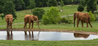 Three elephants standing around a pond in an open field with rolling hills sprinkled with trees in the background.