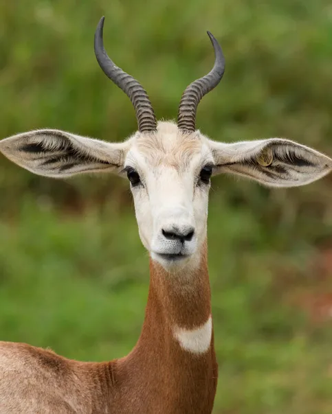 Addra Gazelle | North Carolina Zoo