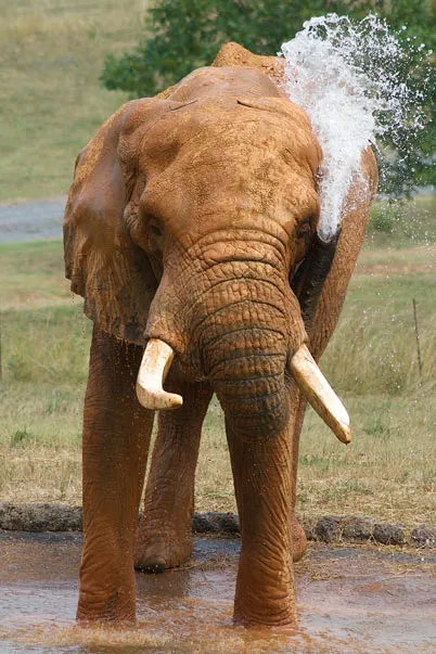 Male African Elephant Male African Elephant
