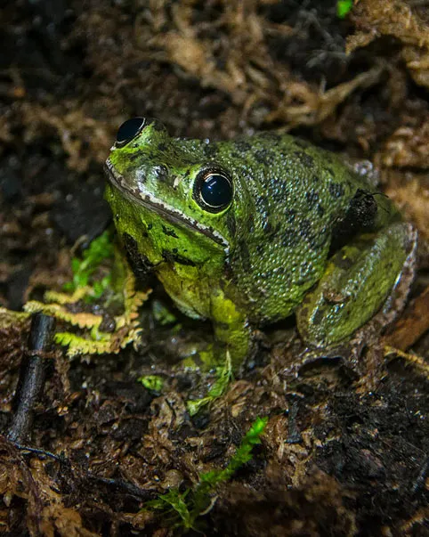 Barking Treefrog | North Carolina Zoo