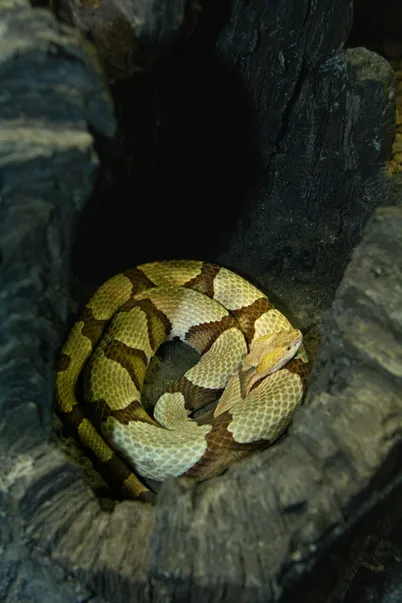 Copperhead | North Carolina Zoo