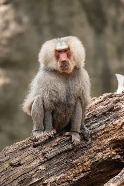 Hamadryas Baboon North Carolina Zoo