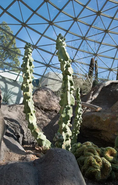 Totem Pole Cactus
