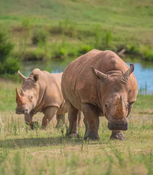 Southern White Rhinoceros | North Carolina Zoo