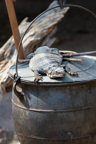A chuckwalla sunning on top of a prop pot above a prop campfire.