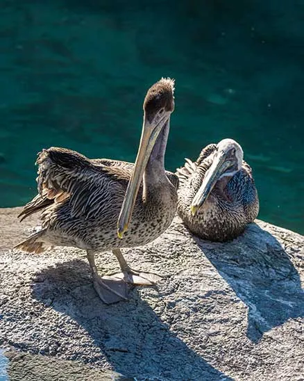 Two Brown pelicans on a rock near a pool of water