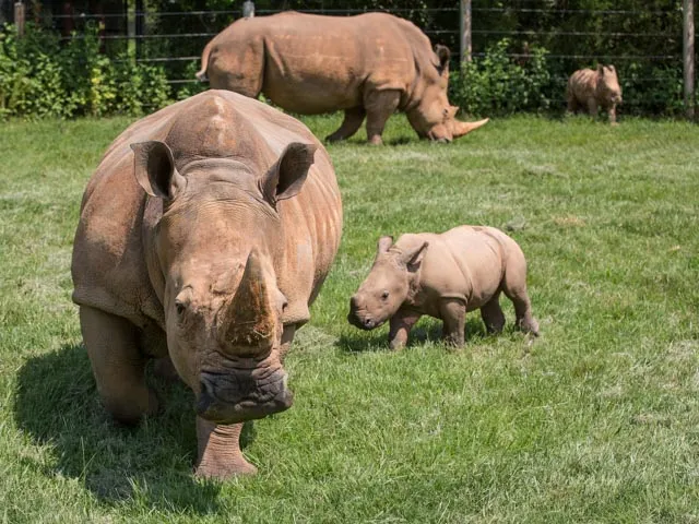 Two large, grey mother rhinos with their two small, grey babies grazing in a large grassy field. A blurry fence is in the background.