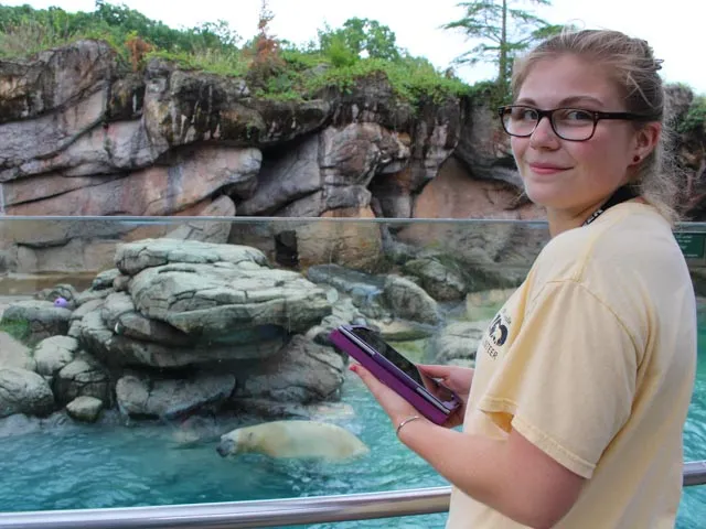 A young female Zoo volunteer holds a tablet outside of the Rocky Coast habitat as she conducts observational research while a polar bear swims in the pool below.