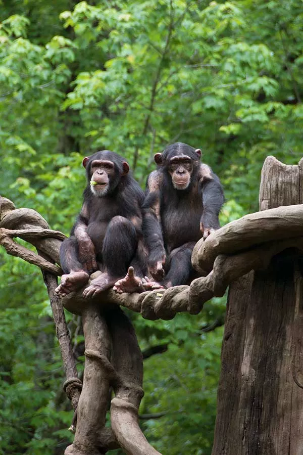 Two furry, black chimpanzees sit side by side on a sculpted tree branch surrounded by a lush, green forest.