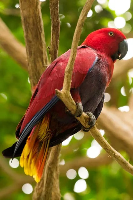 Eclectus parrot with vibrant red with purple feathers and blue and yellow hues on its wings, chest and tail, perched on a branch inside the Aviary