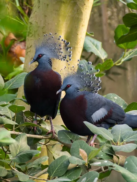 Two Victoria crowned pigeon sitting together in a tree amongst green leaves inside the Aviary. These birds are grey with maroon breasts and have a distinctive grey, fluffy headpiece.