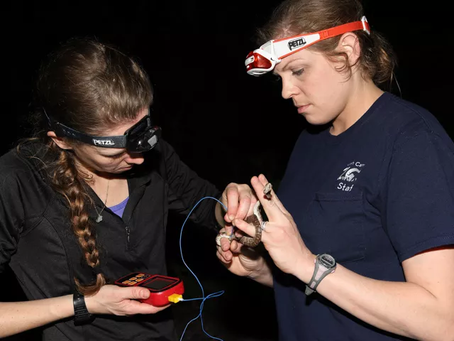 Two women, wearing navy blue NC Zoo staff uniforms and headlamps examining a Virgin Island boa with a red, cellphone shaped device.
