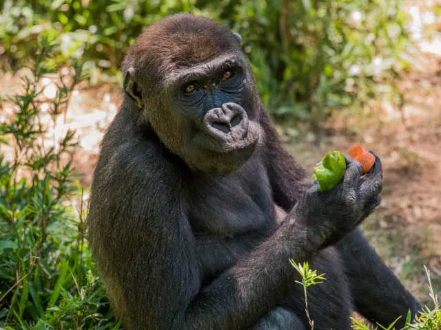 A smaller Gorilla sitting on the ground amongst shrubs and grass, eating some fruit.