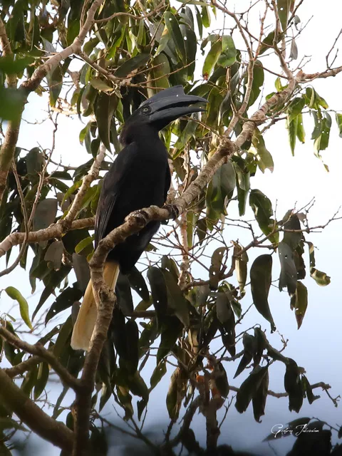 A Sulu Hornbill, with distinctive black feathers and white tail, sits perched high in a tree surrounded by slender, green leaves.