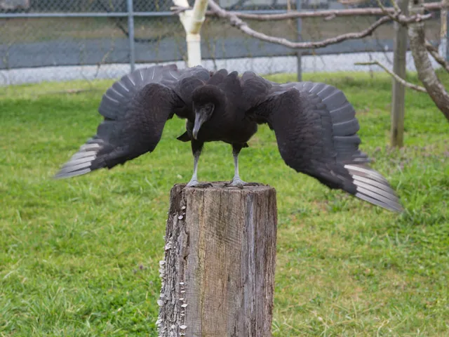 The image shows a Ziggy, a black vulture with its wings spread, standing on a wooden post in a fenced enclosure. There is a perch and some tree branches behind it.