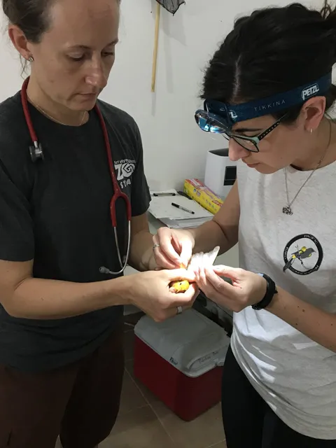 Two light-skinned people are attending to a small yellow bird. One person, wearing a black shirt with a zoo logo and a stethoscope, is holding the bird. The other person, wearing a white shirt and a headlamp. The bird appears to be receiving care, possibly blood collection.