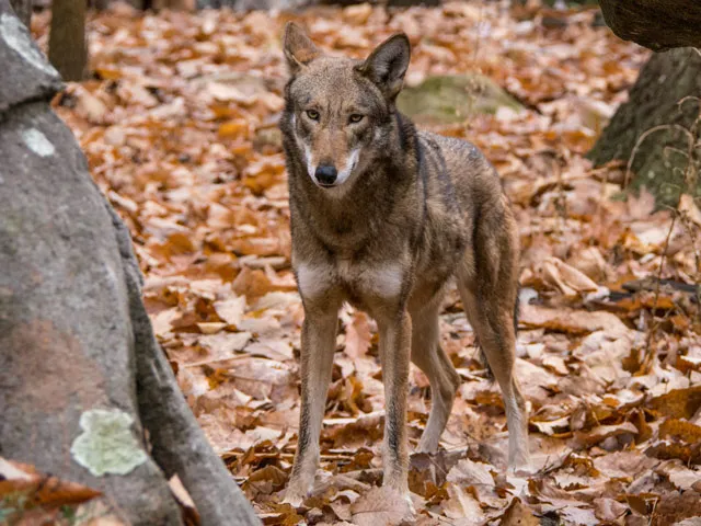 A medium-sized Red Wolf with reddish-brown and gray fur stands alertly among fallen autumn leaves and trees.